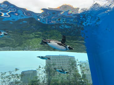 サンシャイン水族館に投稿された画像（2025/6/27）