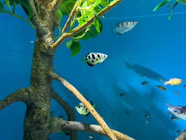 サンシャイン水族館に投稿された画像（2025/6/27）