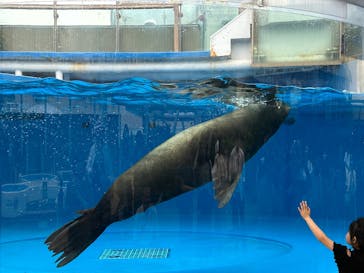 サンシャイン水族館に投稿された画像（2025/6/27）