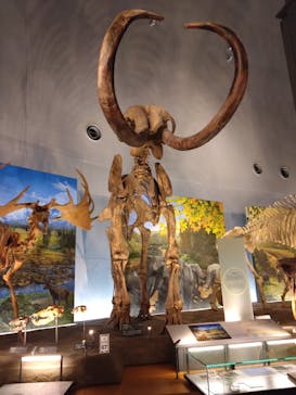 福井県立恐竜博物館に投稿された画像（2025/6/27）