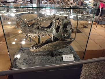 福井県立恐竜博物館に投稿された画像（2025/6/27）