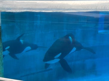 名古屋港水族館に投稿された画像（2023/9/22）