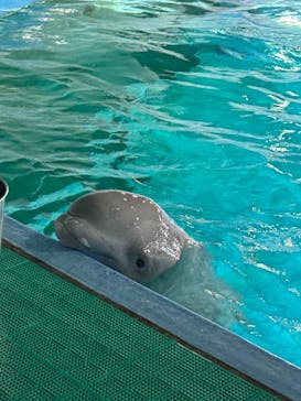 鴨川シーワールドに投稿された画像（2025/6/27）