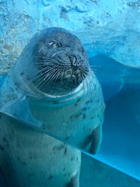 鴨川シーワールドに投稿された画像（2025/6/27）