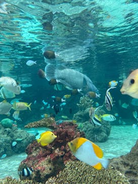 鴨川シーワールドに投稿された画像（2025/6/27）