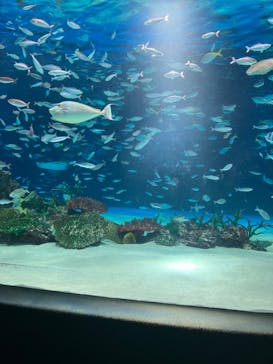 サンシャイン水族館に投稿された画像（2025/6/27）