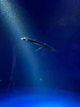 サンシャイン水族館に投稿された画像（2025/6/27）