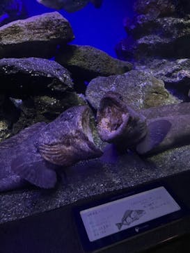 新江ノ島水族館に投稿された画像（2025/6/27）