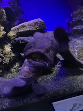 新江ノ島水族館に投稿された画像（2025/6/27）