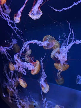 すみだ水族館に投稿された画像（2025/6/27）