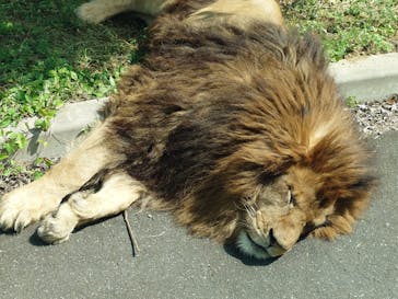 東京動物園協会_多摩動物公園に投稿された画像（2025/6/27）