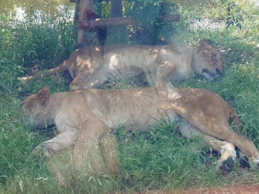 東京動物園協会_多摩動物公園に投稿された画像（2025/6/27）