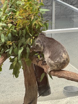 淡路ファームパーク イングランドの丘に投稿された画像（2025/6/27）