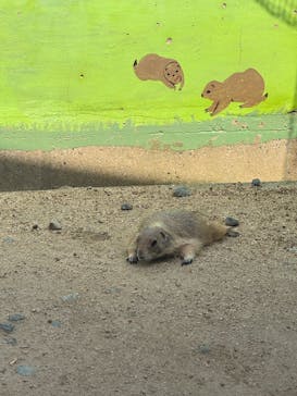 淡路ファームパーク イングランドの丘に投稿された画像（2025/6/27）