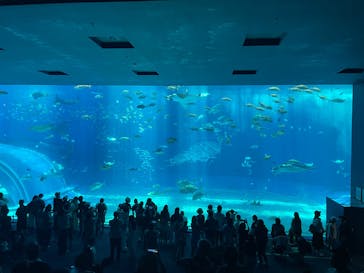沖縄美ら海水族館に投稿された画像（2025/6/27）
