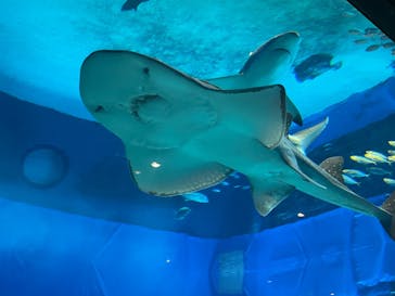 沖縄美ら海水族館に投稿された画像（2025/6/27）