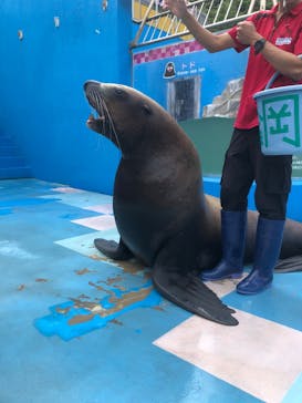 ゼロ距離水族館 伊勢シーパラダイスに投稿された画像（2025/6/28）