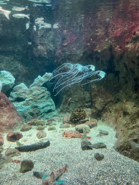 新江ノ島水族館に投稿された画像（2025/6/28）