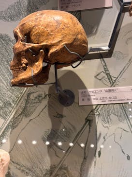 福井県立恐竜博物館に投稿された画像（2025/6/28）