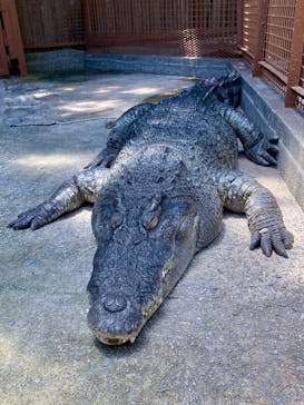 熱川バナナワニ園に投稿された画像（2025/6/28）