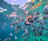 武藤潜水に投稿された画像（2025/6/28）