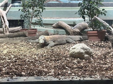 名古屋市東山動植物園に投稿された画像（2025/6/28）