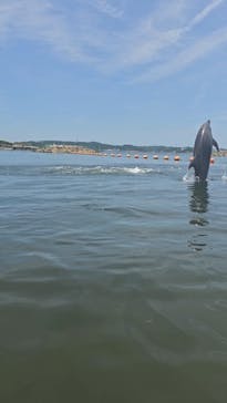 日間賀島ドルフィンビーチに投稿された画像（2025/6/28）