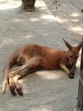 名古屋市東山動植物園に投稿された画像（2025/6/28）
