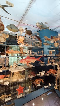 国立科学博物館に投稿された画像（2025/6/28）