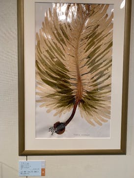 特別展「和食 ～日本の自然、人々の知恵～」に投稿された画像（2025/6/28）