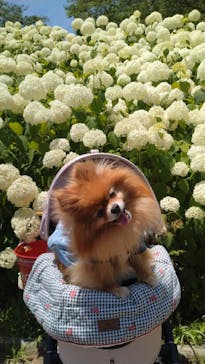 わんダフルネイチャーヴィレッジに投稿された画像（2025/6/28）