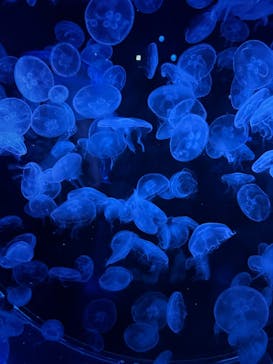 マクセル アクアパーク品川に投稿された画像（2025/6/28）