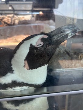 京都水族館に投稿された画像（2025/6/28）
