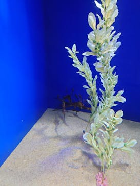 サンシャイン水族館に投稿された画像（2025/6/28）