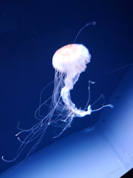 サンシャイン水族館に投稿された画像（2025/6/28）