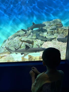 アクアワールド茨城県大洗水族館に投稿された画像（2025/6/28）