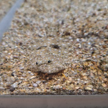 NIFREL（ニフレル）に投稿された画像（2025/6/28）