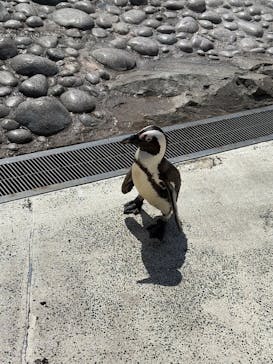 横浜・八景島シーパラダイスに投稿された画像（2025/6/28）