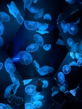 九十九島水族館海きららに投稿された画像（2025/6/28）