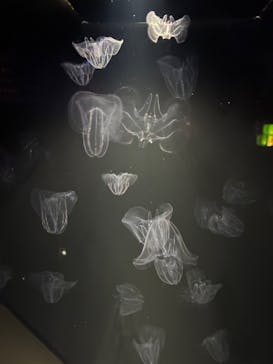 九十九島水族館海きららに投稿された画像（2025/6/28）