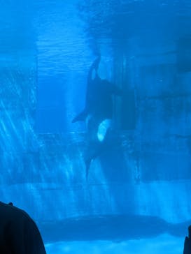 名古屋港水族館に投稿された画像（2025/6/28）