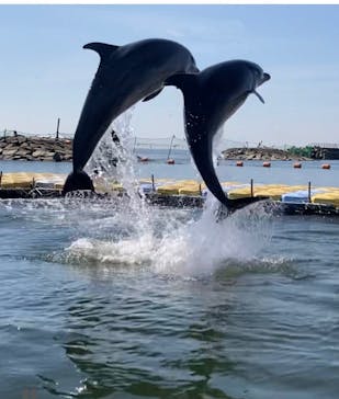 日間賀島ドルフィンビーチに投稿された画像（2025/6/28）