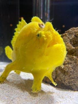 アクアマリンふくしまに投稿された画像（2025/6/28）