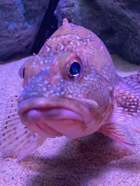 伊豆・三津シーパラダイスに投稿された画像（2025/6/28）