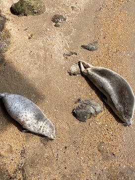 伊豆・三津シーパラダイスに投稿された画像（2025/6/28）