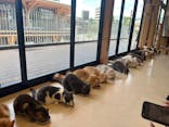 Cat Café MOFF SHIMINT HIROSHIMA店に投稿された画像（2025/6/28）