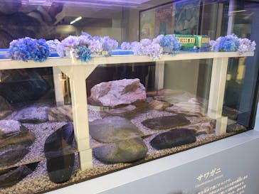 新江ノ島水族館に投稿された画像（2025/6/28）