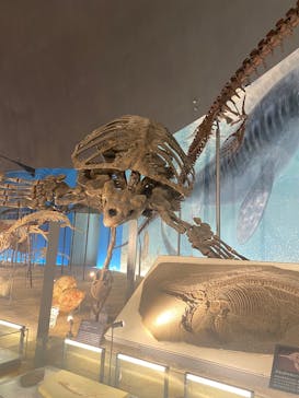 福井県立恐竜博物館に投稿された画像（2025/6/28）