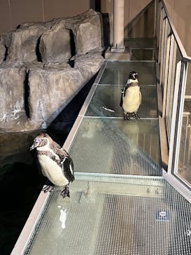 アクアワールド茨城県大洗水族館に投稿された画像（2025/6/28）