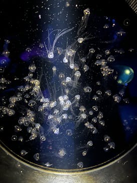 アクアワールド茨城県大洗水族館に投稿された画像（2025/6/28）